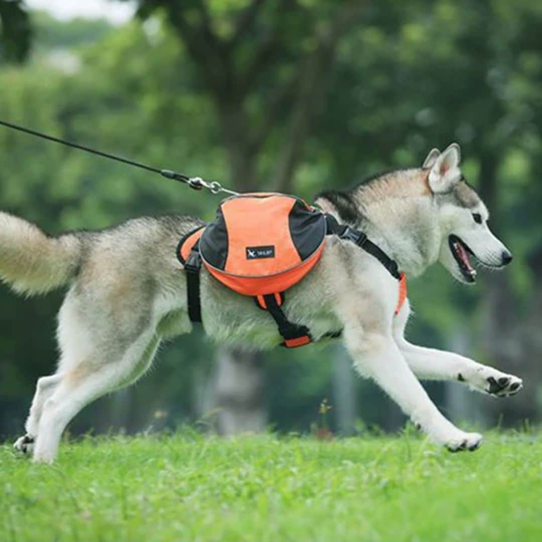 Sac à dos pour chien (sac de bât)