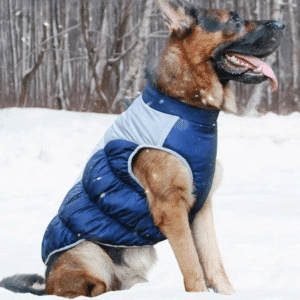 Harnais Chien Canirando Imperméable et Réfléchissant avec Sangle de Traction sur un chien sur fond de neige avec arbres