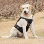Harnais Chien Canirando de Style Tactique et Multifonctionnel en Nylon sur un chien sur fond beige en extérieur